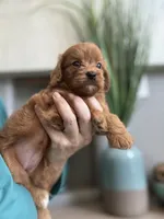 Bella, a male Cavapoo for sale in Carlsbad, CA – 3 of 10
