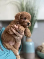 Bella, a male Cavapoo for sale in Carlsbad, CA – 6 of 10