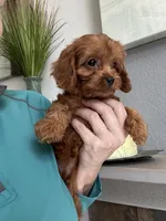 Maize , a female Cavapoo for sale in Carlsbad, CA – 10 of 10