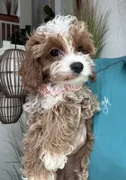 Maggie, a female Cavapoo for sale in Carlsbad, CA – 6 of 8