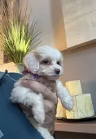 Tiny Toy Cavapoo Girl S’more’s , a female Cavapoo for sale in Carlsbad, CA – 8 of 10
