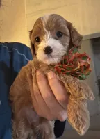 Penny Toy Cavapoo girl , a female Cavapoo for sale in Carlsbad, CA – 1 of 7