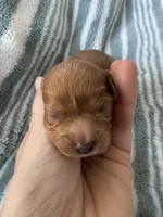 Red Cavapoo boy 2 with a little white , a male Cavapoo for sale in Carlsbad, CA – 2 of 10