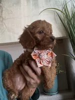 Ginger- red toy Cavapoo , a female Cavapoo for sale in Carlsbad, CA – 6 of 10