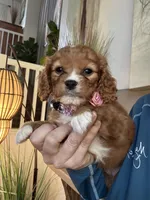 Lucy, a female Cavapoo for sale in Carlsbad, CA – 5 of 10