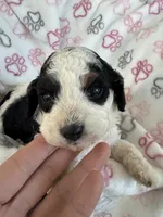 Toy Cavapoo girl 2, a female Cavapoo for sale in Carlsbad, CA – 7 of 10