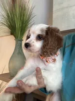 Bonnie, a female Cavapoo for sale in Carlsbad, CA – 2 of 10