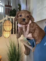 Lilly, a female Cavapoo for sale in Carlsbad, CA – 8 of 10
