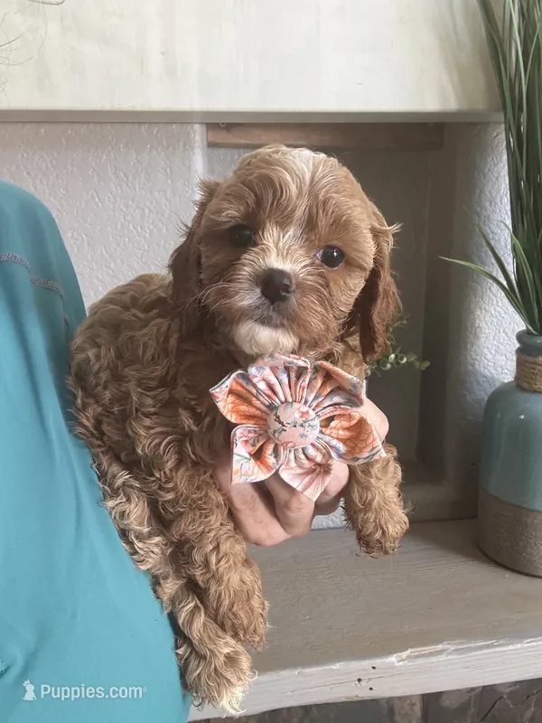 Light red Cavapoo girl with White 2 – Cavapoo puppy for sale in Carlsbad, CA