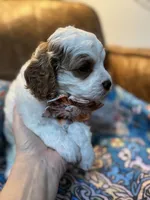 Minnie, a female Cavapoo for sale in Carlsbad, CA – 3 of 10