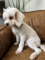 Fiona, a female Cavapoo and Poodle - Miniature  for sale in Carlsbad, CA – 2 of 10