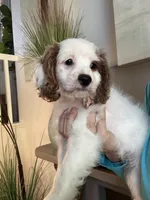 Bonnie, a female Cavapoo for sale in Carlsbad, CA – 5 of 10