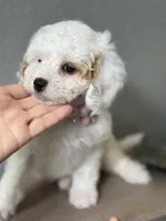 Fiona, a female Cavapoo and Poodle - Miniature  for sale in Carlsbad, CA – 3 of 10