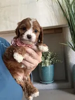 Maggie, a female Cavapoo for sale in Carlsbad, CA – 9 of 10