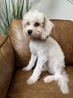 Fiona, a female Cavapoo and Poodle - Miniature  for sale in Carlsbad, CA – 9 of 10