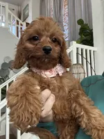 Ginger- red toy Cavapoo , a female Cavapoo for sale in Carlsbad, CA – 7 of 10