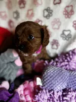 Valentina, a female Cavapoo for sale in Carlsbad, CA – Photo 10 of 10