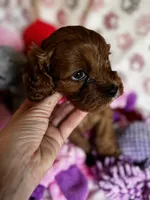 Valentina, a female Cavapoo for sale in Carlsbad, CA – Photo 3 of 10