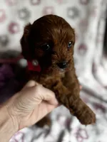 Valentina, a female Cavapoo for sale in Carlsbad, CA – Photo 5 of 10