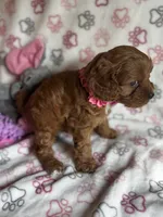 Valentina, a female Cavapoo for sale in Carlsbad, CA – Photo 6 of 10