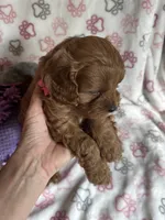 Valentina, a female Cavapoo for sale in Carlsbad, CA – Photo 1 of 10