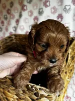 Valentina, a female Cavapoo for sale in Carlsbad, CA – Photo 8 of 10