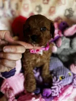 Valentina, a female Cavapoo for sale in Carlsbad, CA – Photo 2 of 10