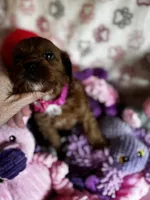 Valentina, a female Cavapoo for sale in Carlsbad, CA – Photo 7 of 10
