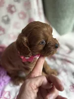 Valentina, a female Cavapoo for sale in Carlsbad, CA – Photo 9 of 10