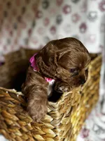 Valentina, a female Cavapoo for sale in Carlsbad, CA – Photo 4 of 10
