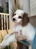 Bonnie, a female Cavapoo for sale in Carlsbad, CA – 6 of 10