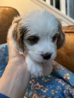 Clyde, a male Cavapoo for sale in Carlsbad, CA – 3 of 9