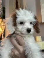 Sweet Pea teeny tiny toy F1 Cavapoo Girl , a female Cavapoo for sale in Carlsbad, CA – 6 of 10