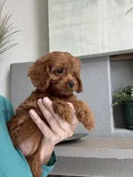Maize , a female Cavapoo for sale in Carlsbad, CA – 7 of 10
