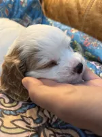 Bonnie, a female Cavapoo for sale in Carlsbad, CA – 8 of 10