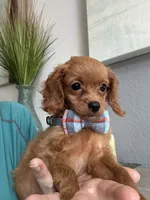 Tiny Tim, a male Cavapoo for sale in Carlsbad, CA – 2 of 10