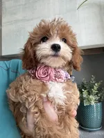 Poppy, a female Cavapoo for sale in Carlsbad, CA – 9 of 10