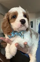 Finnick, a male Cavapoo for sale in Carlsbad, CA – 2 of 10
