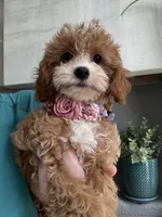 Poppy, a female Cavapoo for sale in Carlsbad, CA – 7 of 10