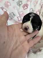 Toy Cavapoo girl 1, a female Cavapoo for sale in Carlsbad, CA – 1 of 10