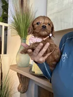 Lilly, a female Cavapoo for sale in Carlsbad, CA – 5 of 10