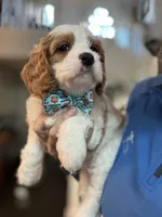 Finnick, a male Cavapoo for sale in Carlsbad, CA – 6 of 10