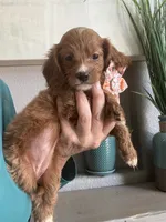 Toffee Toy Cavapoo girl , a female Cavapoo for sale in Carlsbad, CA – 7 of 9