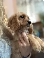 F1 Cavapoo Boy Tucker, a male Cavapoo for sale in Carlsbad, CA – 8 of 10