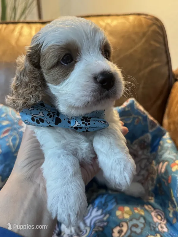 Crash  – Cavapoo puppy for sale in Carlsbad, CA