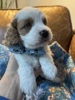 Crash , a male Cavapoo for sale in Carlsbad, CA – 1 of 10