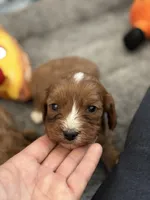 Chewy-Mini Cavapoo boy will be 13-16 lbs, a male Cavapoo for sale in Carlsbad, CA – Photo 7 of 10