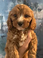 Chewy-Mini Cavapoo boy will be 13-16 lbs, a male Cavapoo for sale in Carlsbad, CA – Photo 7 of 10
