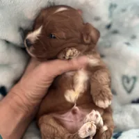 Chewy , a male Cavapoo for sale in Carlsbad, CA – Photo 5 of 10