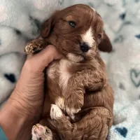 Chewy , a male Cavapoo for sale in Carlsbad, CA – Photo 9 of 10